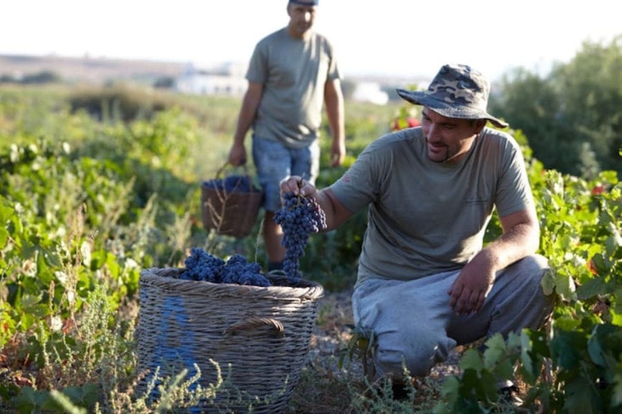 men picking grapes in the 'Artemis Karamolegos Winery' vineyard