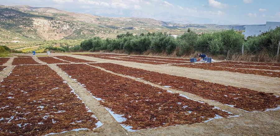 rasins on the raffia on the ground at Yiayia’s Tastes in the sunshine day