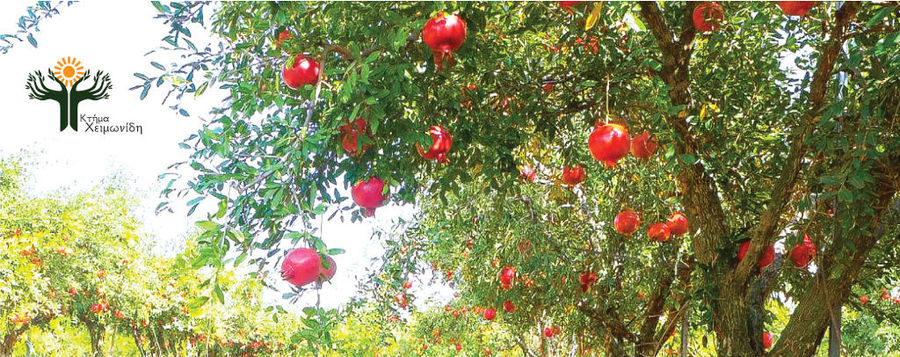 upper part of pomegranate tree with ripe pomegranates at 'Ktima Cheimonidi' crops