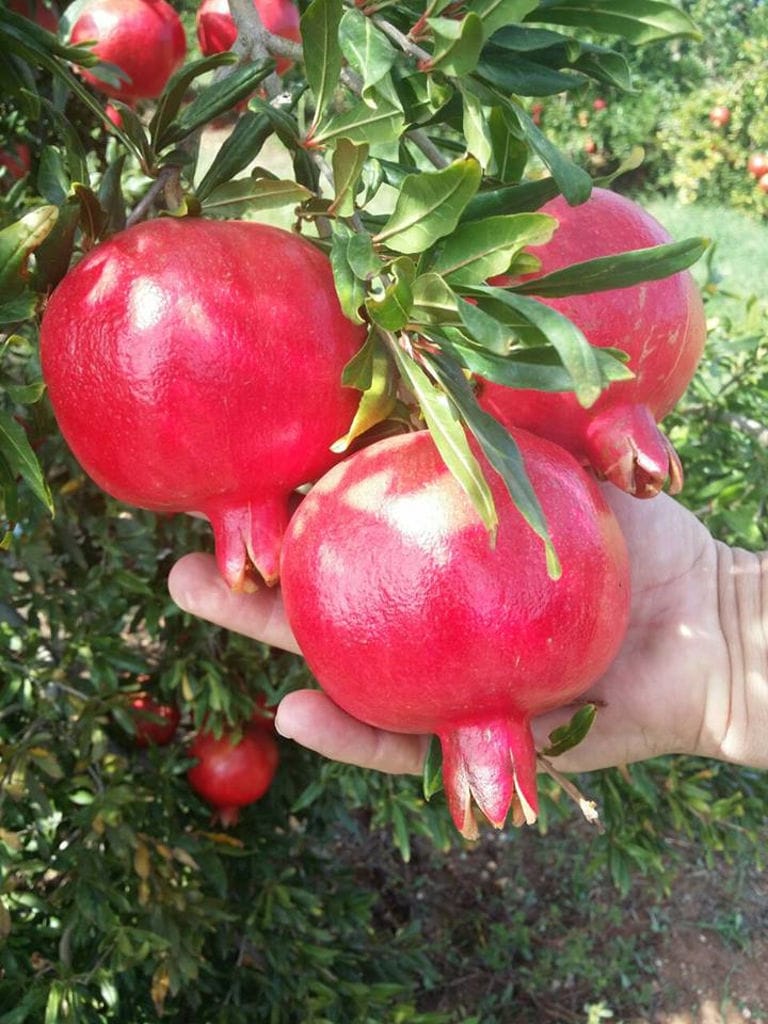 man showing branche with ripe pomegranates at 'Ktima Cheimonidi' crops