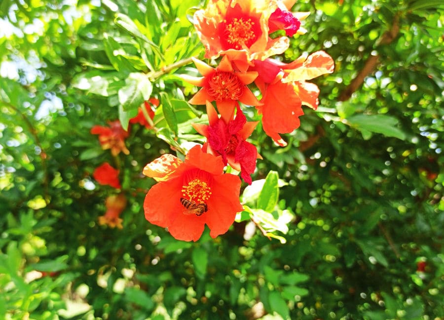 view up close of branche with pomegranate flowers at 'Ktima Cheimonidi' crops