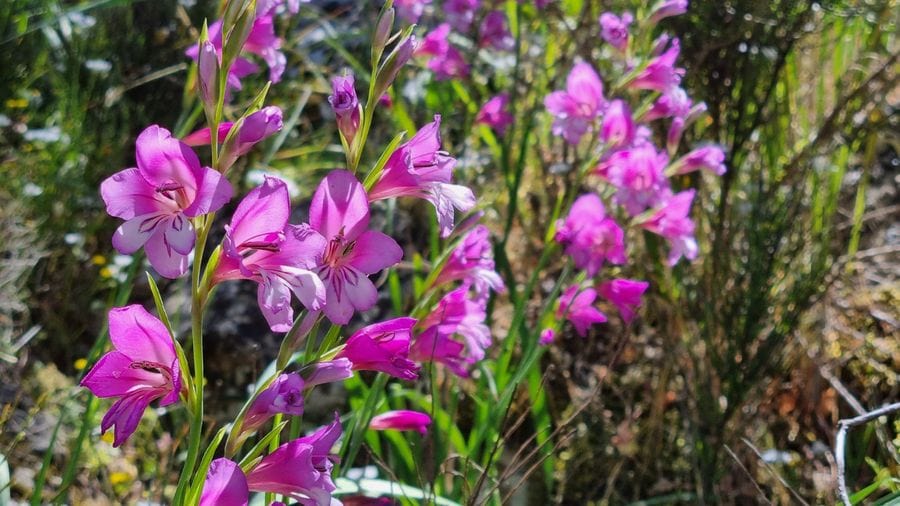 A delicate light purple flower blooms, its petals unfurling like whispers of tranquility. Nature's elegance personified, it enchants with a gentle hue and graceful presence.