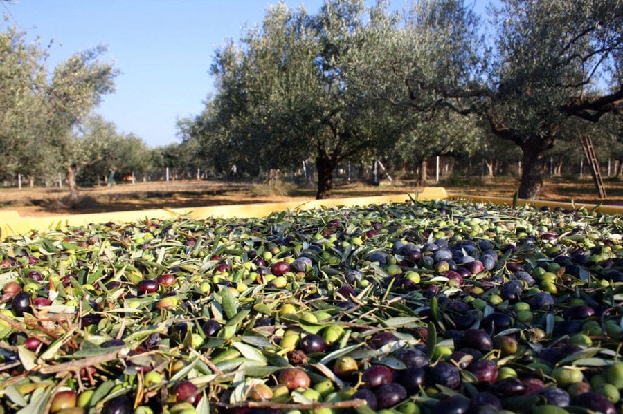 olives on the ground at 'Ktima Golemi' and olives trees in the background