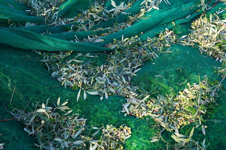 Close-up of olives on the green raffia layered on the ground at Yennima Yis