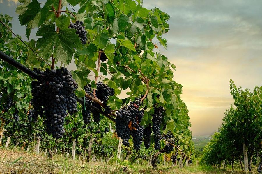 Papantonis winery vineyards full of bunches of black grapes