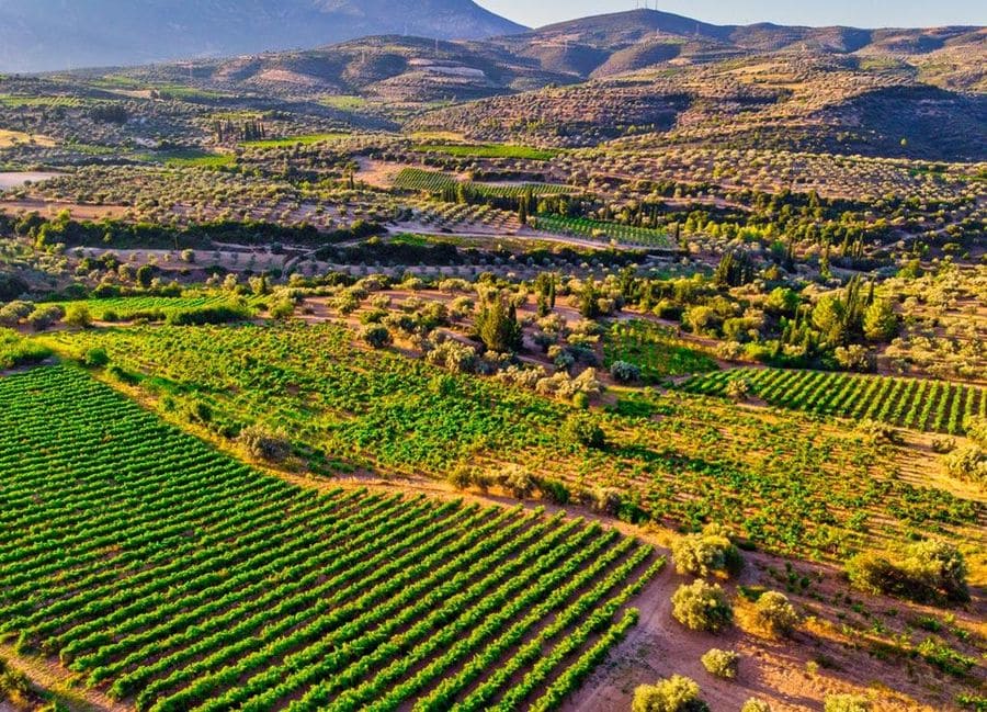 view form above of Papantonis winery vineyards in the background of mountains and the winery