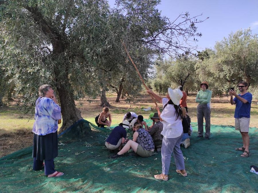 Picking olives by people at Socrates Olive Oil olive grove