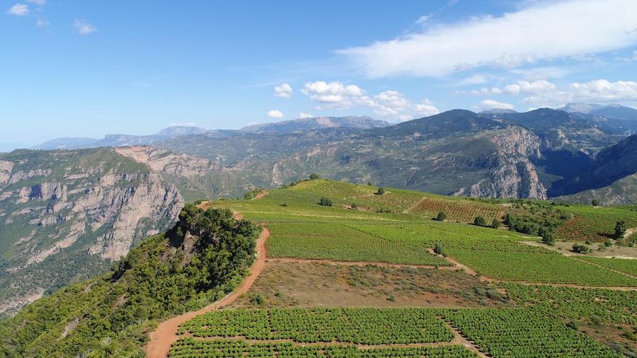 Rouvalis Winery vineyards in the background of blue sky and mountains