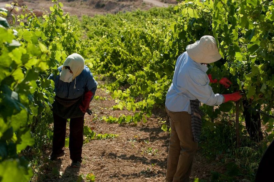 Two men with sun hats picking grapes at Domaine Paterianakis vineyards