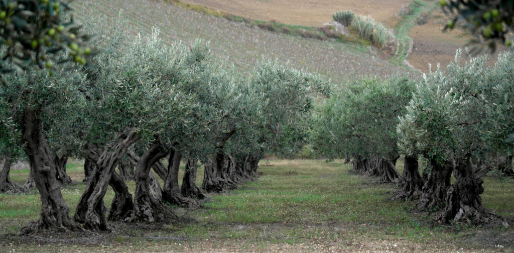 Olive grove