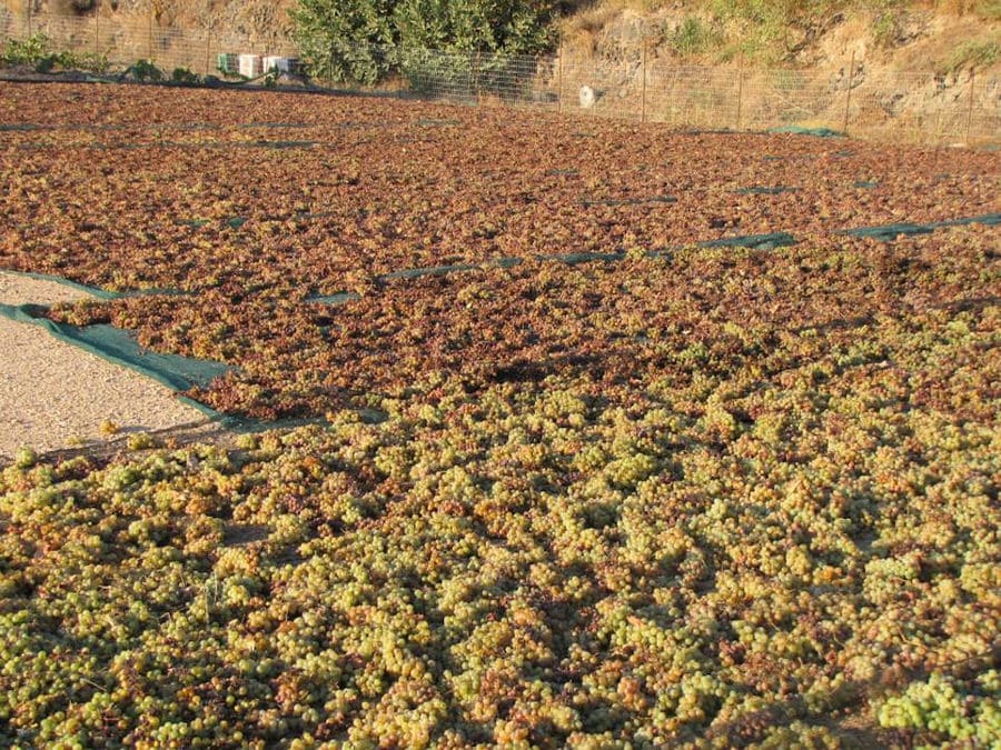 grapes lying in the sun on the ground at 'Koutsoyannopoulos winery'