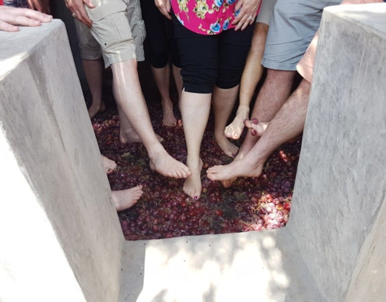 tourists crushing grapes by stepping barefoot on the grapes inside vats at 'Koutsoyannopoulos winery'