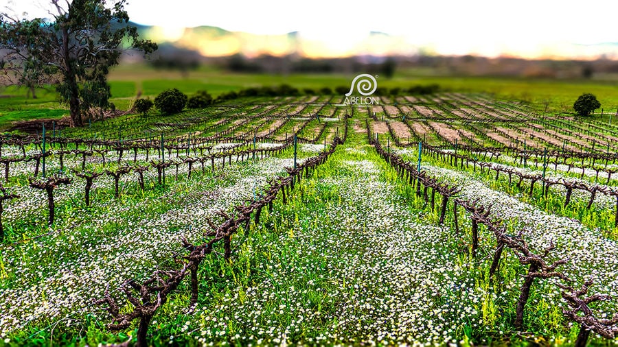 Wineyards Spring 2.jpg