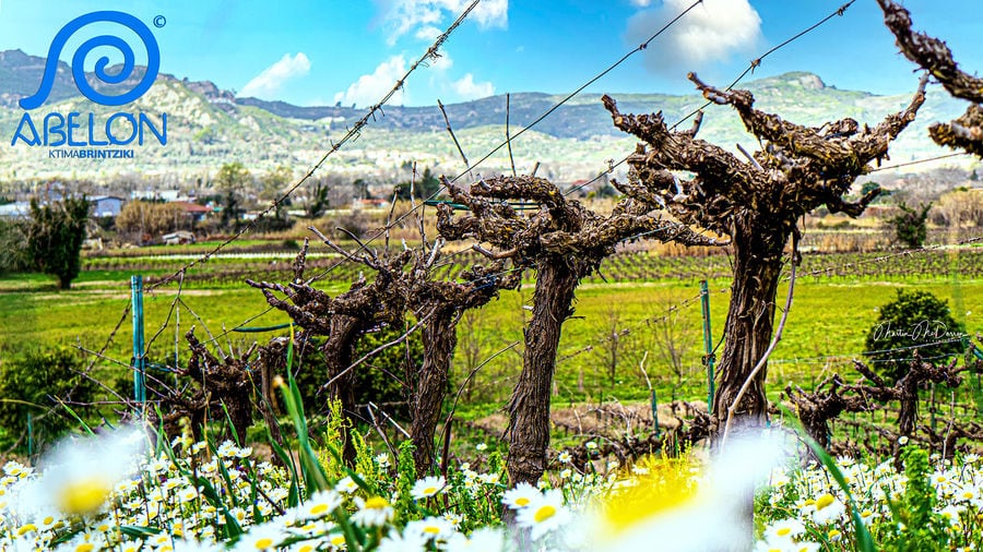 Wineyards Spring.jpg