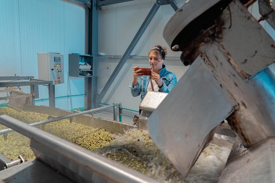 Woman taking a photo with the camera a conveyor belt with olives working at Politakis Olive Oil Mill premises