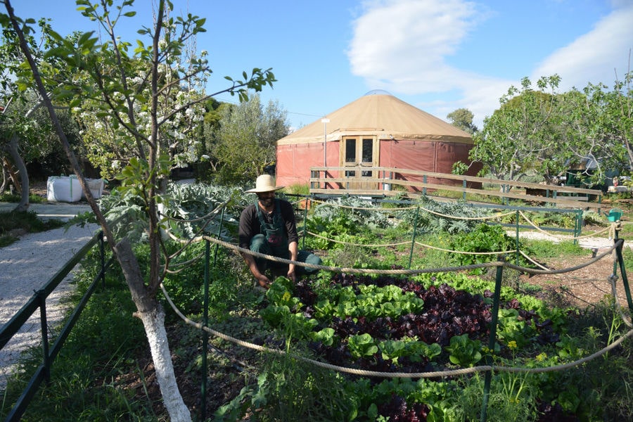 man with sun hat working in 'The Orchard in Vari' vegetables garden and watching to the camera