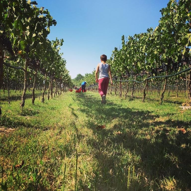 a child walking in the rows of vines at Jima winery vineyards and a man picking grapes in the background