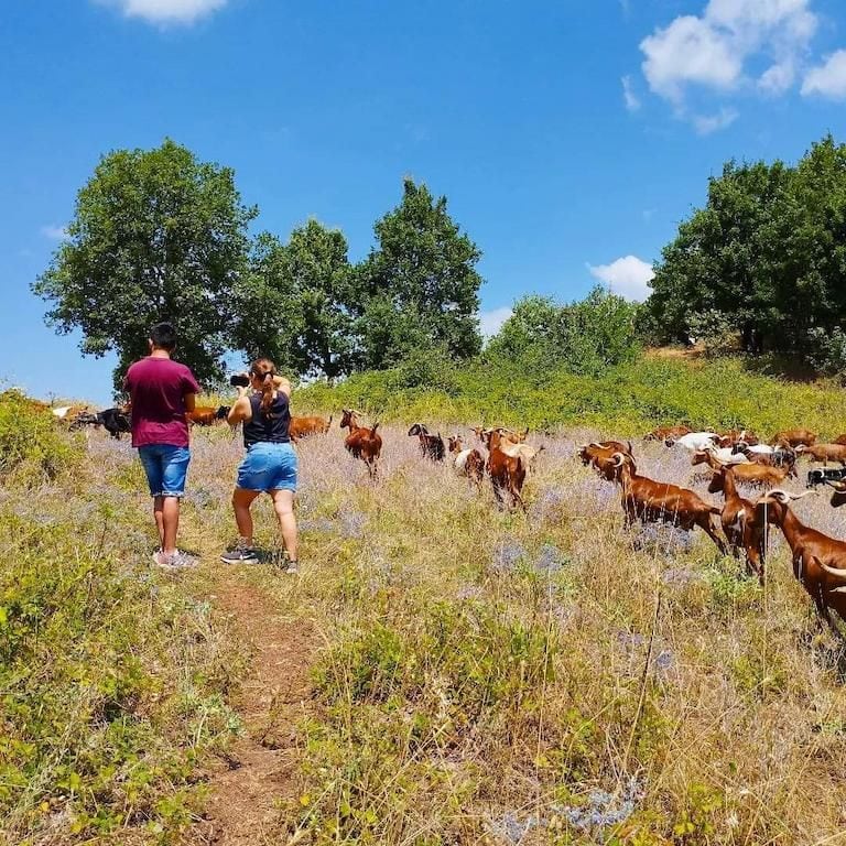 a couple walking on the hill surrounded by a group of brown goats and trees at Gralista Farm