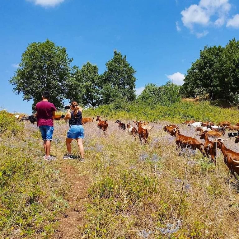 a couple walking on the hill surrounded by a group of brown goats and trees at Gralista Farm area