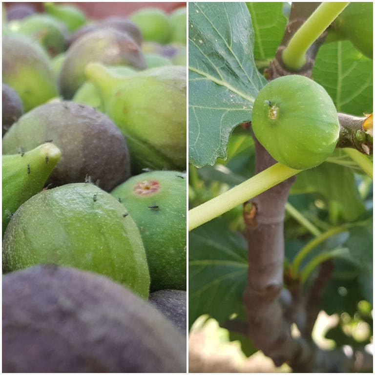 view up close of unripe fig on the tree from 'A Figs Co' crops
