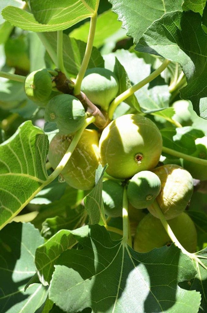 view up close of unripe fig on the tree from 'A Figs Co' crops