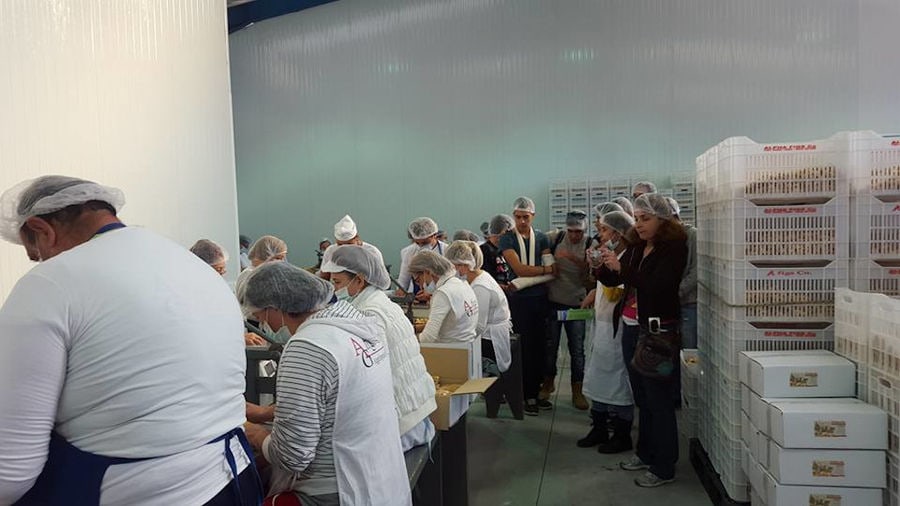 a group of young tourists watching women and men packaging dry figs at 'A Figs Co' plant