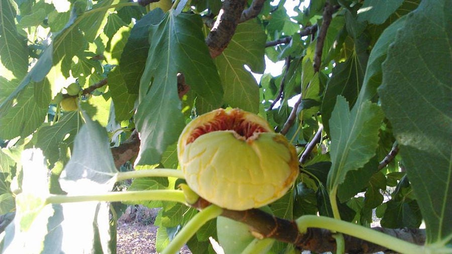 view up close of ripe fig on the tree from 'A Figs Co' crops
