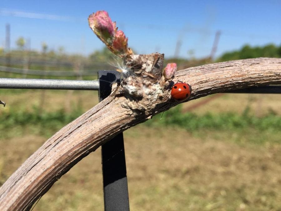 close-up of a gargle on a vine stump at Jima winery vineyards