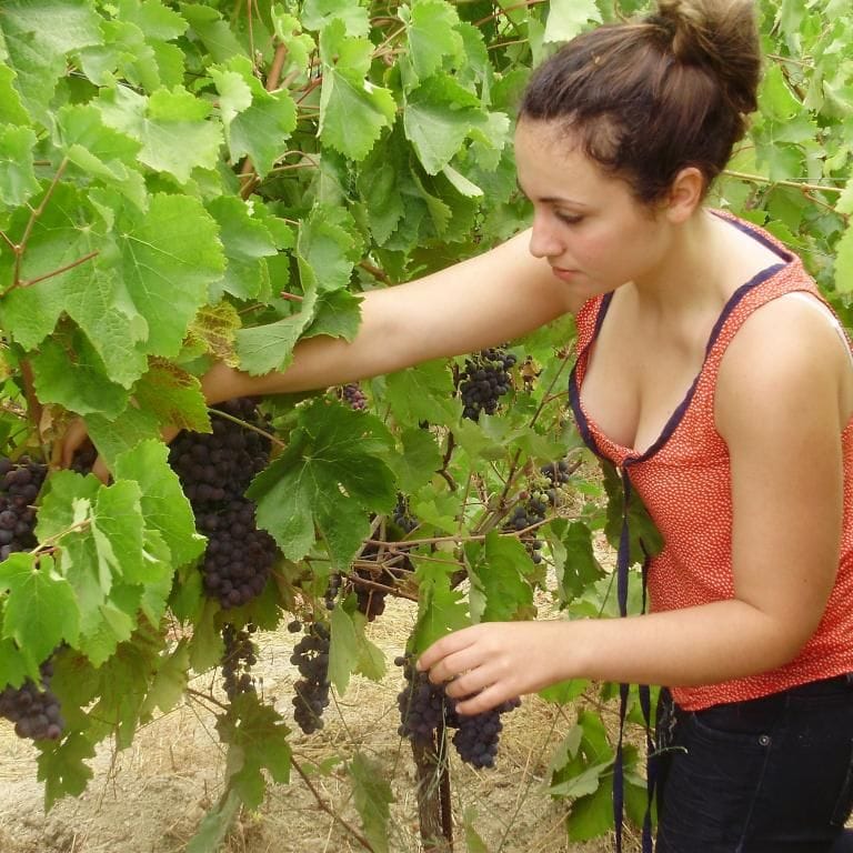 close-up of a girl picking up black grapes at the vineyard of Afianes wines