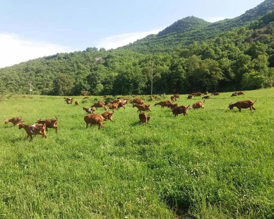 a group of brown goats grazing on green grass with trees and hill in the background at Gralista Farm