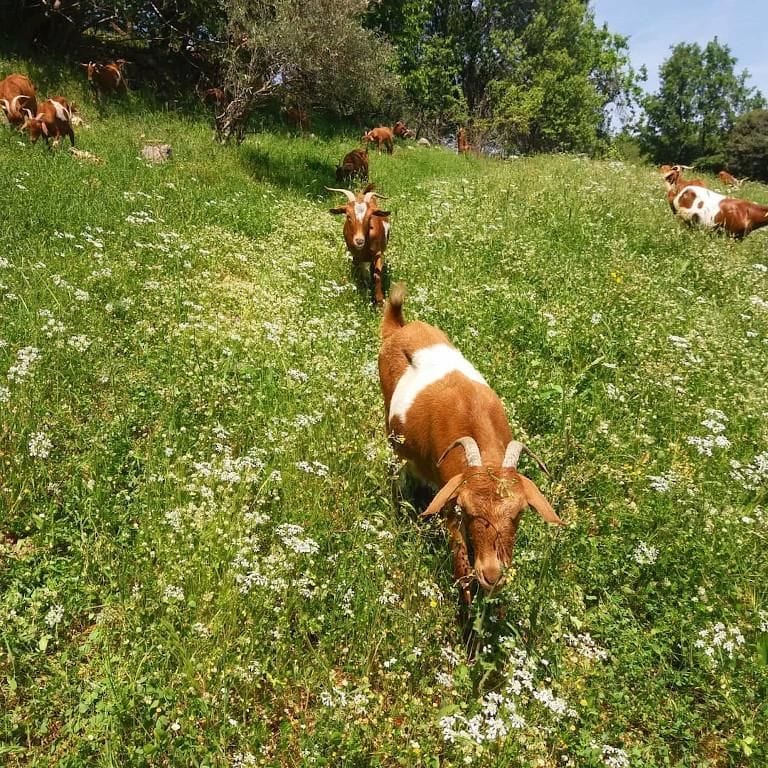 a group of brown goats walking in the high green grass and flowers at Gralista Farm with trees in the background