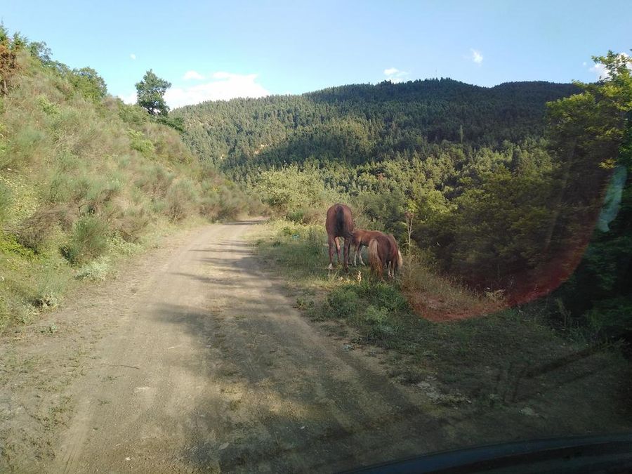 A majestic horse and two playful ponies grazing peacefully on lush green grass. A harmonious display of nature's gentle beauty and companionship.