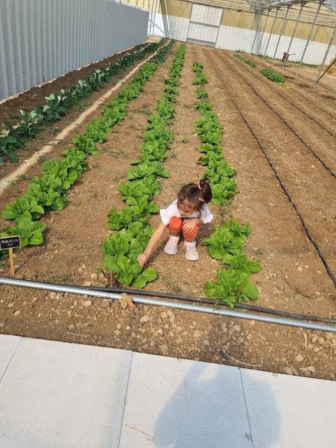a little girl looking the salads in the greenhouse of Perivolaki farm