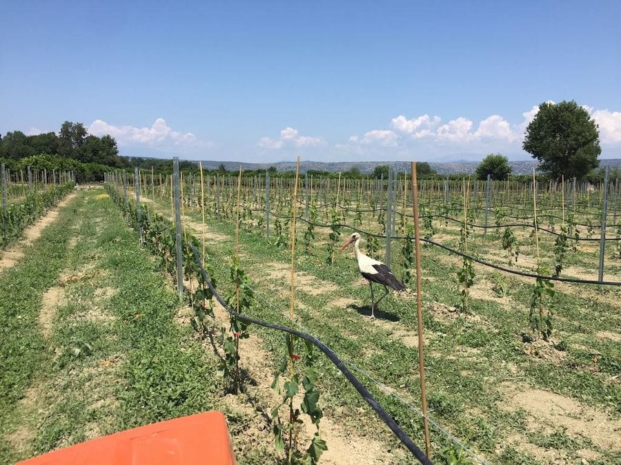 a stork in rows of vines at Jima winery vineyards and a blue sky in the background