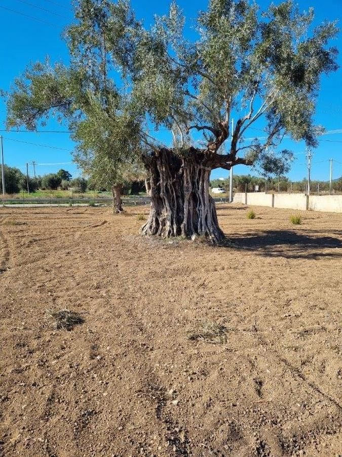 a very old olive tree at Perivolaki farm