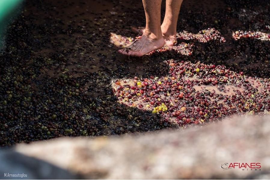 a woman crushing grapes by stepping barefoot on the grapes at Afianes wines