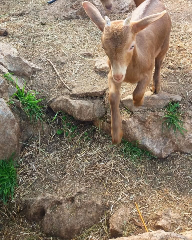 a young goat watching at the camera at Gralista Farm
