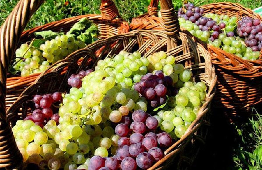 baskets with bunches of grapes on the ground at 'Alexakis Winery'