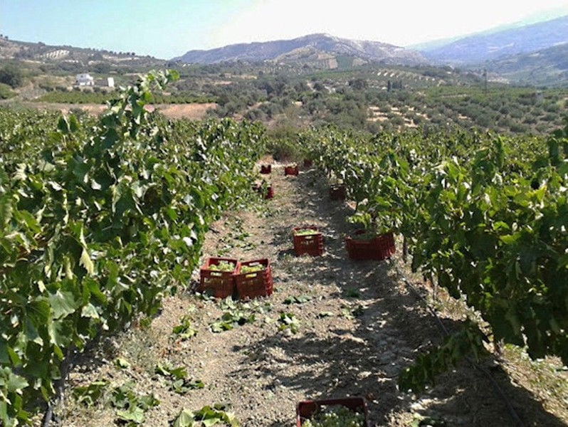 two rows of vines at 'Alexakis Winery' vineyards with crates of grapes in the background of blue sky and mountains