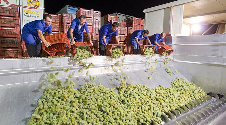 five men οverturning crate with grapes into press machine at 'Alexakis Winery' plant