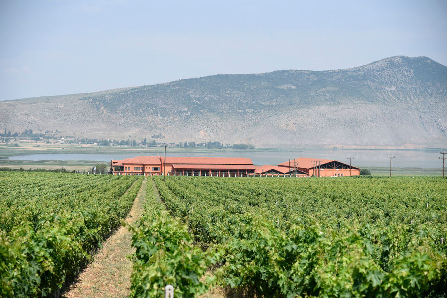 far view of Alpha Estate surrounded by vineyards and mountains in the background