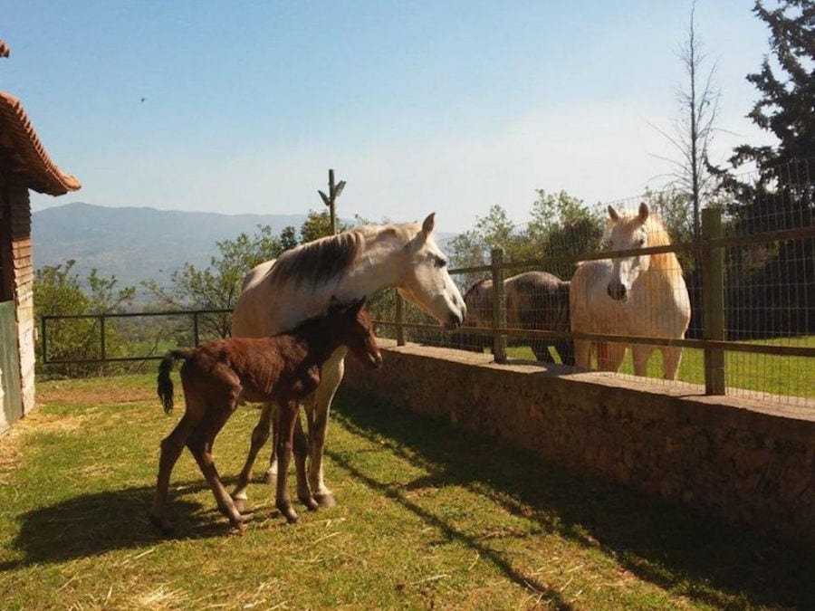 mare with a colt looking to other two horses on the other side of the Amfikaia fence