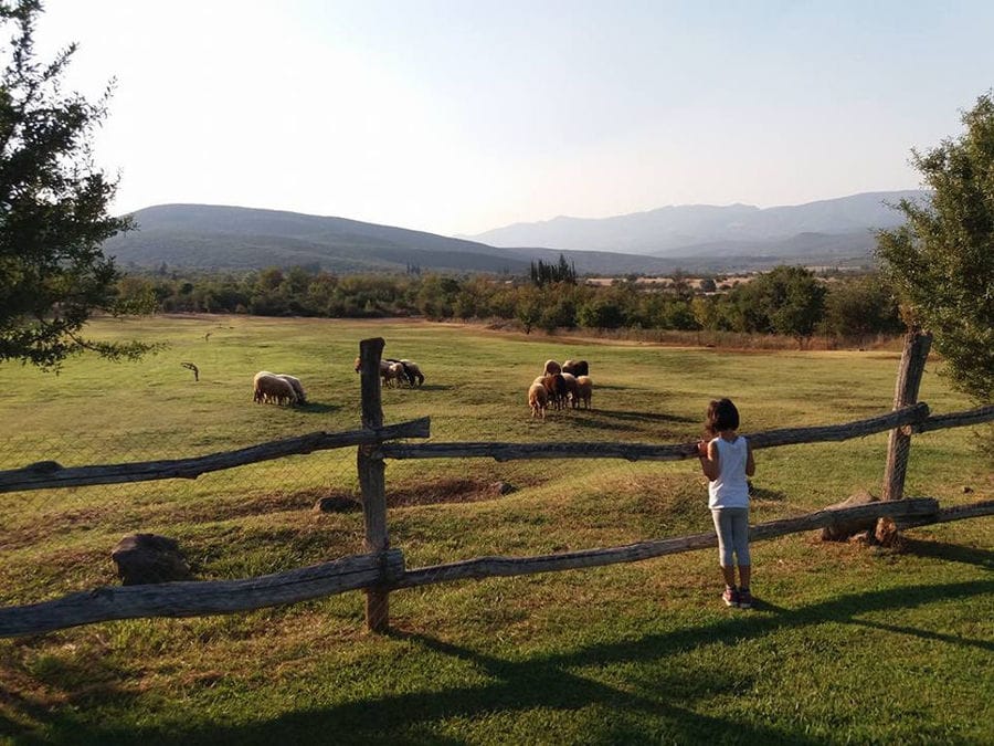 a little girl watching from the wood fence the ponies how they grazing on grass at Amfikaia