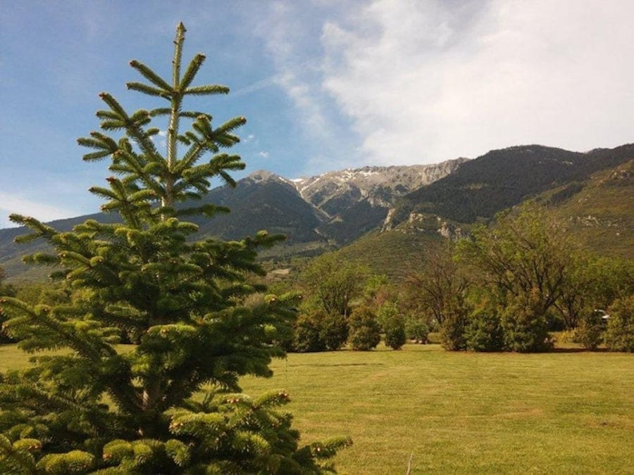 fir trees on the green grass and mountains on the background at Amfikaia area