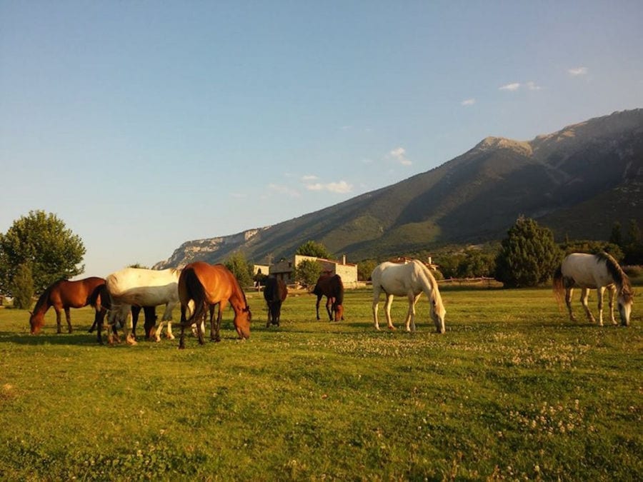 brown and white horses grazing on grass surrounded by Amfikaia trees and mountains