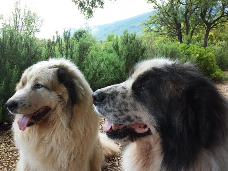 two sheepdogs waching something with Amfikaia trees in the background