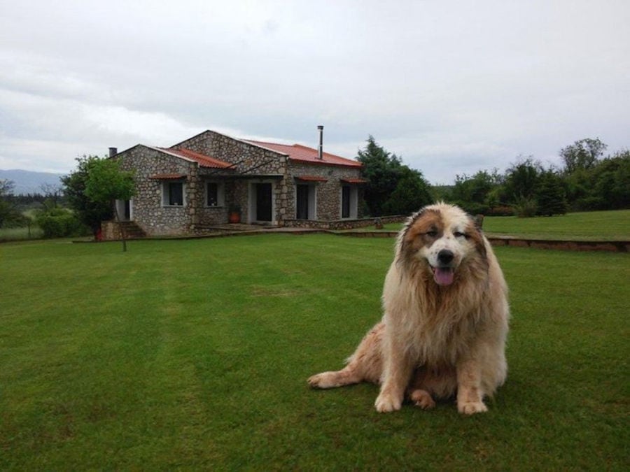 sheepdog on the green lawn waching at the camera and Amfikaia building on the background