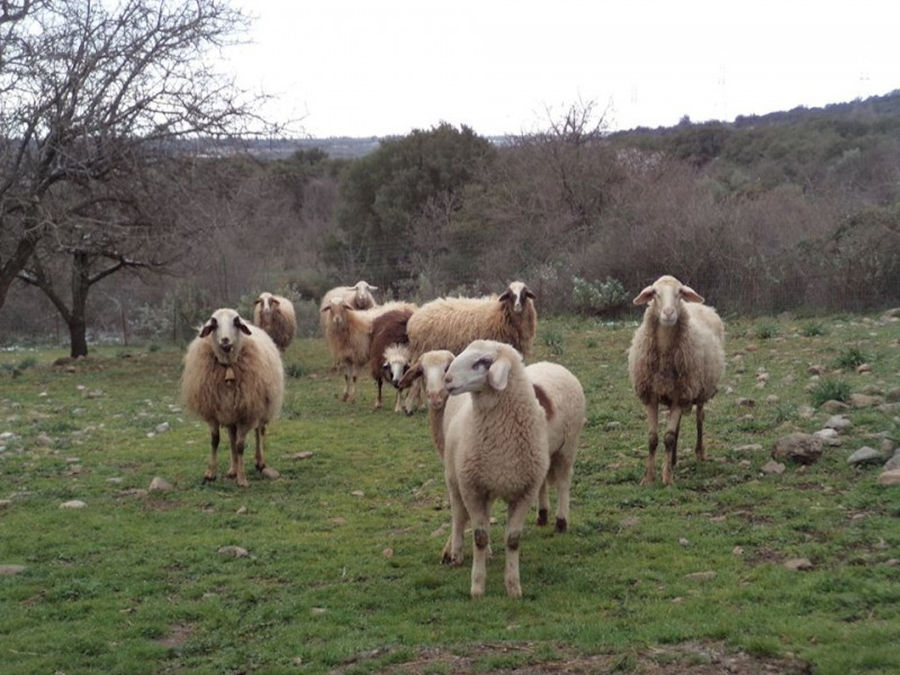 sheeps on the green grass waching at the camera and Amfikaia treeson the background