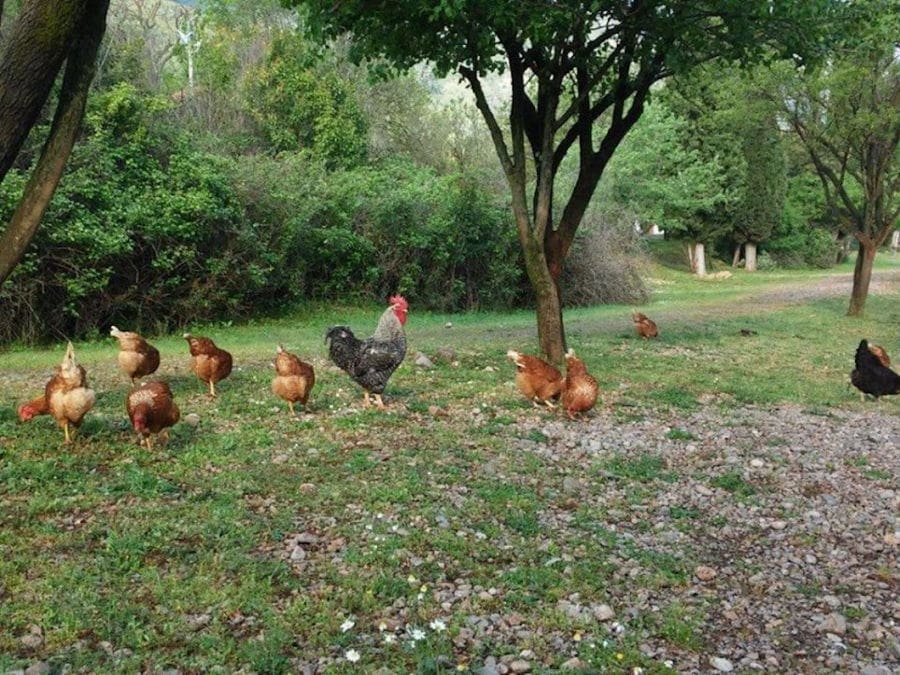 chickens and a cock eating green grass from the ground and Amfikaia trees inthe background