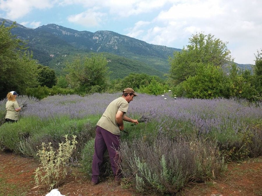 woman and a man picking fresh levant with a sickle at Amfikaia crops